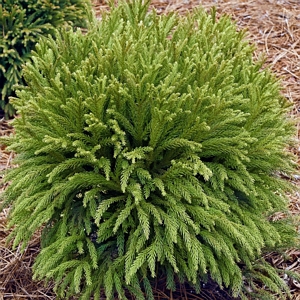 Globosa Nana Cryptomeria